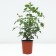 Rose English Golden Selebreishchens, C3.5 pot, H25-45, 1 pc, summer 2024