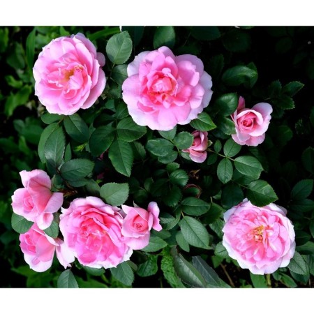 Rose Canadian Park Prairi Joy, C3.5 pot, H25-45 height, 1 pc, summer 2024
