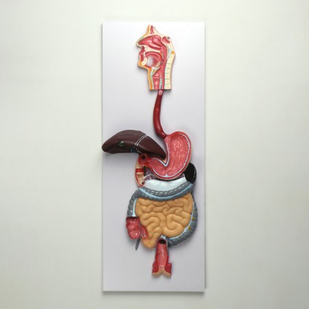 Model "The Digestive System of Human" 90*32cm-1