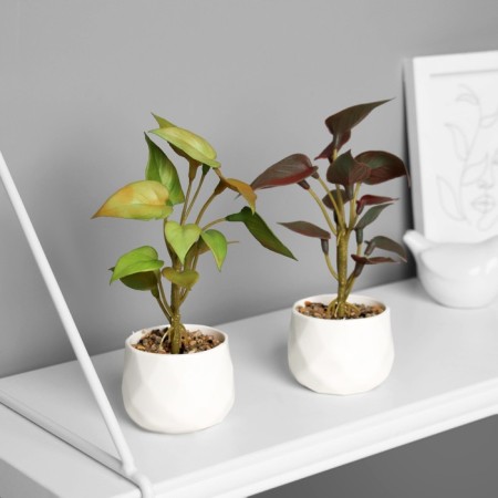Bonsai in the Pot "Singonium Lux" (soft sheet) 13x6 cm, mix-2