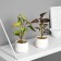 Bonsai in the Pot "Singonium Lux" (soft sheet) 13x6 cm, mix