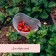 Berry collection capacity, 3 l, transparent