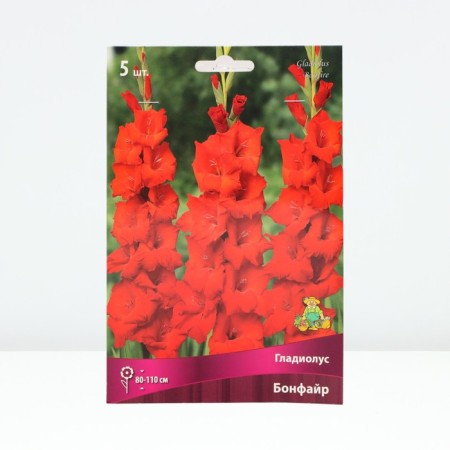 Gladiolus large-flowered Bonfire, rr 12/14, 5 pcs, spring 2024