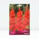 Gladiolus large-flowered Bonfire, rr 12/14, 5 pcs, spring 2024