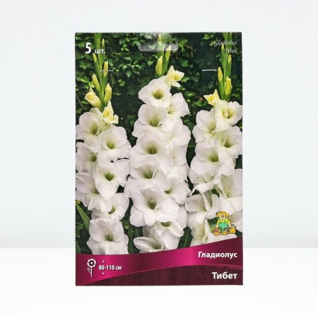 Gladiolus large-flowered "Tibet", rr 12/14, 5 pcs, spring 2024