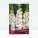 Gladiolus large-flowered "Tibet", rr 12/14, 5 pcs, spring 2024