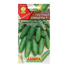 Seeds of cucumber 