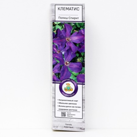 Clematis large -flowered "Polish Spit", 1 pc, tube, spring 2024