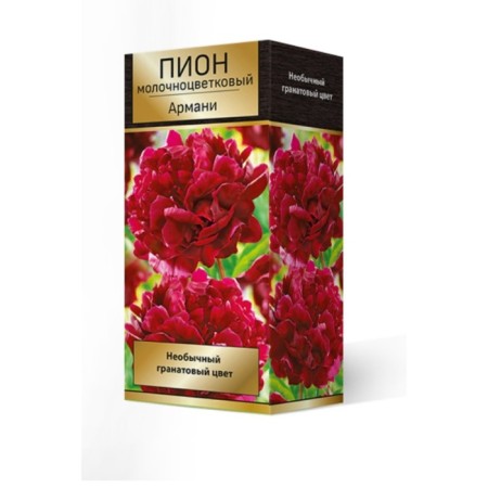 Piones milk-flowered armami, 2-3 rr, 1 pc. 80 h (cm), autumn 2024