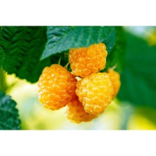 Raspberry repair varieties (bush type) 