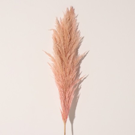 Sukhotzet "Cortery", 1 branch, length 140-150 cm, peach-2
