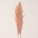 Sukhotzet "Cortery", 1 branch, length 140-150 cm, peach
