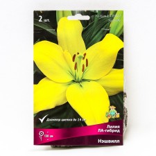Liliya Lilia Hybrids Nashville, 14/16 rr, 2 pcs. 130 h (cm), autumn 2024