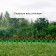 Decorative fence, 30 × 225 cm, 5 sections, plastic, red flower, "tulip"