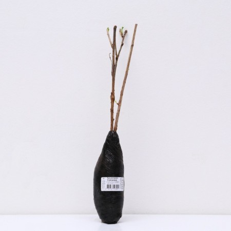 Gooseberry "Snezhana", 1 pc, tube, spring 2025-2