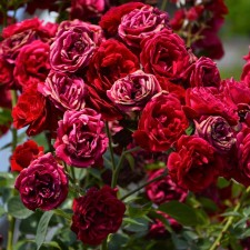 Seedling rose 