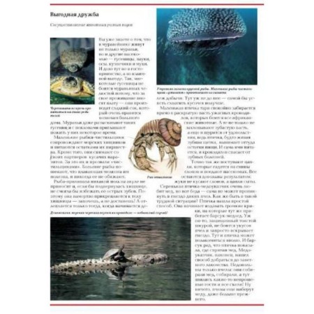 Riddles of the animal world-4