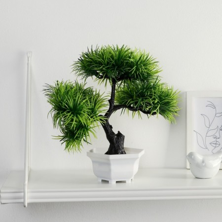 Bonsai in the pot "Citronella" 12x25 cm
