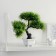 Bonsai in the pot "Citronella" 12x25 cm