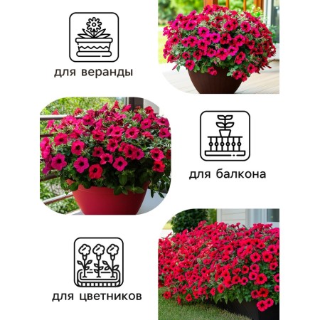 Flowers of Petunia flowers "Tag Weve Red Velur", 5 pcs-2