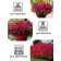 Flowers of Petunia flowers "Tag Weve Red Velur", 5 pcs