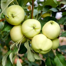 Seedling apple tree with a saboteum white, summer variety, pot 2l., Summer 2024