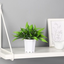 Bonsai in the pot 