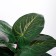 Bonsai in the pot "Extra Galant Alocasia" 9.5x26 cm