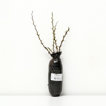 Barberis Tunberg "Green Ornament", 1 pc, tube, spring 2024-1