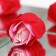 Soap roses, three -color, set of 3 pcs.