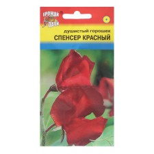 Flower seeds fragrant peas 