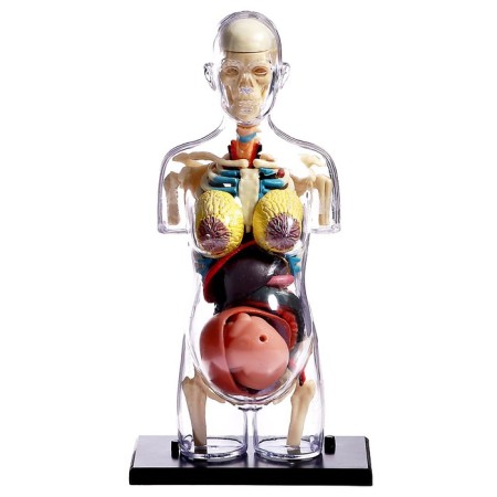 Set for experiments "Body structure", pregnant woman-10