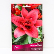 Lilia Asian terry Canari Warf, 14/16 rr, 2 pcs. 90 h (cm), autumn 2024
