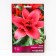 Lilia Asian terry Canari Warf, 14/16 rr, 2 pcs. 90 h (cm), autumn 2024