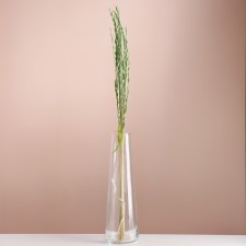 Set of dried flowers 