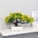 Bonsai "Star" 16x22 cm, mix