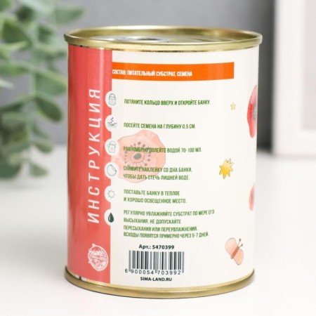 Growing gift of grass "Chrysanthemum"-2
