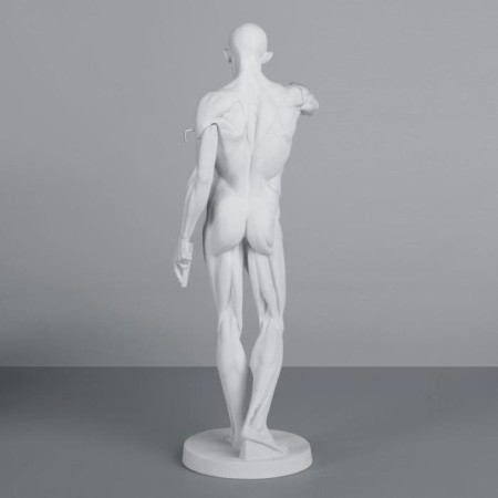 Gypsum figure is anatomical: Gudon, 73.5 cm-4