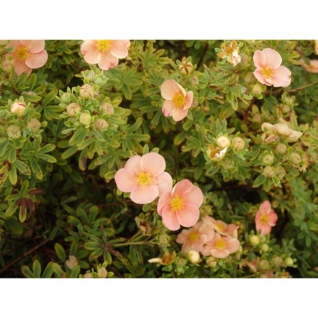 Lapceta shrubby glamur gerl, C3 pot, H10-50 height, 1 pc, summer 2024