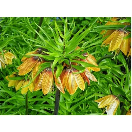 Ryabchik Imperial Straypt Beauti, 20/24 rr, 1 pc, 60-120 h (cm), autumn 2024
