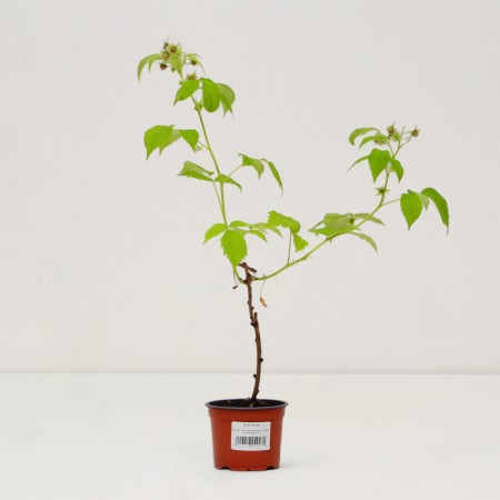 Golden Bliss raspberry seedlings, P12 pot, summer 2024-2