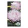 Flowers Seeds ANTERNAL ASTRA "Clack Bengal", 0.2 g