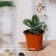 Pot for seedlings, 2.5 l, d = 18 cm, h = 15.5 cm, greengo