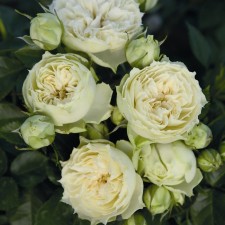 Seedling rose tantau spray (miniature) 