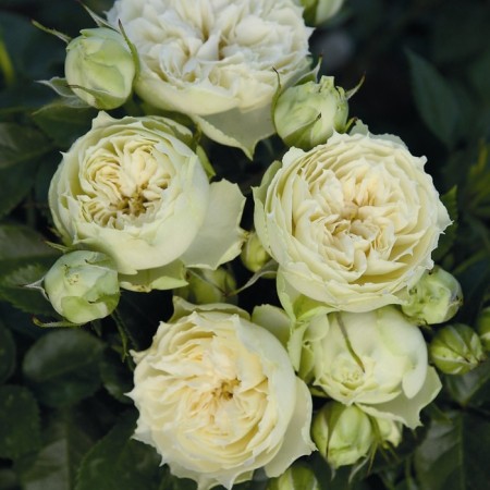 Seedling rose tantau spray (miniature) "Vedding Piano", tube, 1 pc, spring 2025