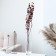 Dry flowers “Molchy Mile”, 25 g, length - 70 cm, red color