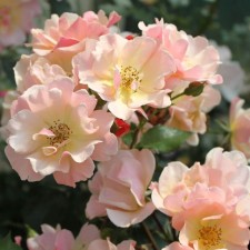 Seedling rose 