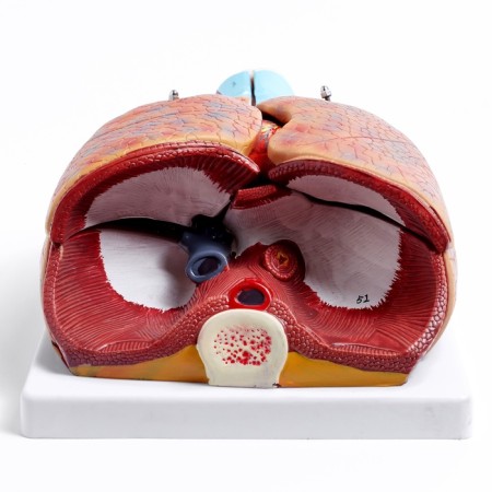 Match "Human breasts" collapsible 27*20*11cm-2