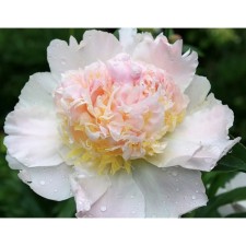 PION Milk -flowered top Brass, C3 pot, 1 pc, summer 2024