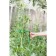 Builder for flowers, d = 20 cm, h = 120 cm, leg d = 1 cm, metal, green